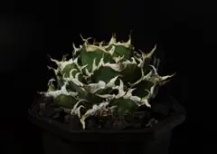 2026年最新】オアハカ 子株の人気アイテム - メルカリ