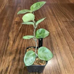 2026年最新】サクラランの人気アイテム - メルカリ