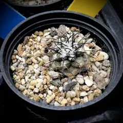 2026年最新】コピアポア 栗星玉の人気アイテム - メルカリ