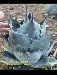 2026年最新】アガベ パラサナ ハイブリッドの人気アイテム - メルカリ