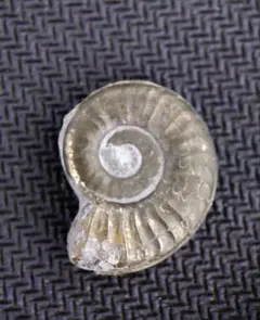 2026年最新】アンモナイト パイライトの人気アイテム - メルカリ