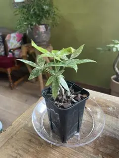 2026年最新】パキラ ミルキーウェイ 実生の人気アイテム - メルカリ