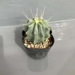 2026年最新】棘なし王冠竜の人気アイテム - メルカリ