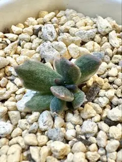 2026年最新】ブラックプリンス錦の人気アイテム - メルカリ