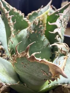 2026年最新】金蟾 アガベの人気アイテム - メルカリ