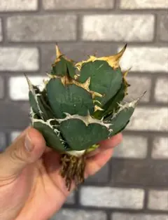 2026年最新】アガベインドネシア産の人気アイテム - メルカリ