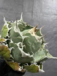 2026年最新】アガベ 白鯨 大株の人気アイテム - メルカリ