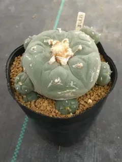 2026年最新】疣銀冠の人気アイテム - メルカリ