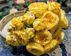 2026年最新】バラ苗 切花の人気アイテム - メルカリ