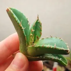 2026年最新】疣猪の人気アイテム - メルカリ