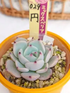 2026年最新】多肉植物札落ちの人気アイテム - メルカリ