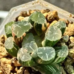 2026年最新】万象錦の人気アイテム - メルカリ