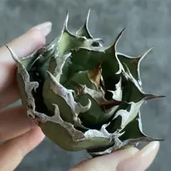 2026年最新】アガベ FO-076の人気アイテム - メルカリ