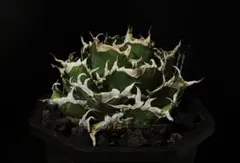 2026年最新】オアハカ 現地球の人気アイテム - メルカリ