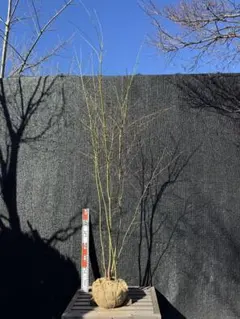 2026年最新】山採り もみじの人気アイテム - メルカリ