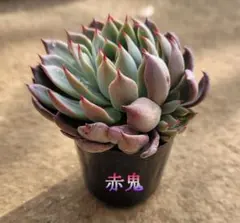 2026年最新】ミックスベリア 赤鬼の人気アイテム - メルカリ