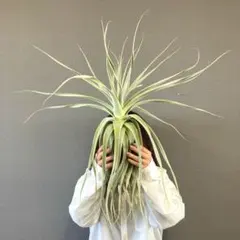 2026年最新】ストラミネアの人気アイテム - メルカリ