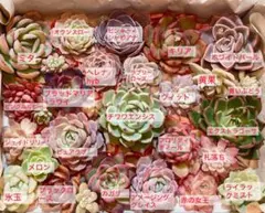 シャドー(命名株)×鬼のて(命名株)札付きポットごとメルカリ便ルイパパ