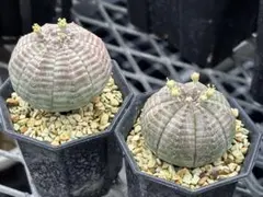 2026年最新】オベサ モンストの人気アイテム - メルカリ