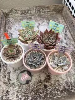 2026年最新】COZ苗の人気アイテム - メルカリ