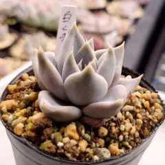 2026年最新】優木園の人気アイテム - メルカリ