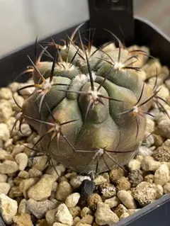 2026年最新】コピアポア 黒王丸現地球の人気アイテム - メルカリ