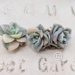 2026年最新】ラブリーローズ錦の人気アイテム - メルカリ