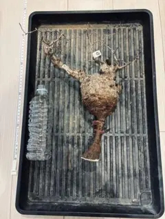 2026年最新】オペルクリカリア パキプス ベアルートの人気アイテム