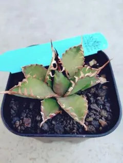 2026年最新】アガベ bb エボリスピナの人気アイテム - メルカリ