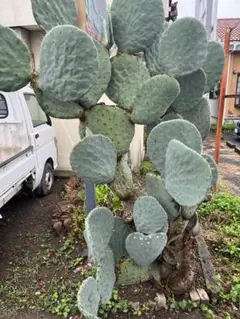 2026年最新】団扇サボテンの人気アイテム - メルカリ