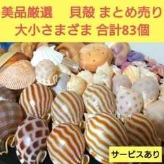 2026年最新】貝殻まとめ売りの人気アイテム - メルカリ