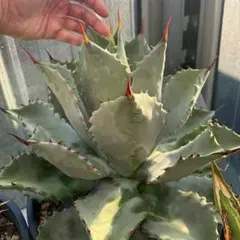 2026年最新】パラサナ マルガリータの人気アイテム - メルカリ