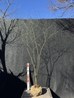 2026年最新】山採りの人気アイテム - メルカリ