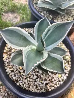 2026年最新】セルシーノバの人気アイテム - メルカリ