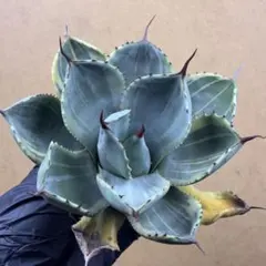 2026年最新】アガベ パリー 大株の人気アイテム - メルカリ