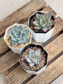 2026年最新】トラントンゴの人気アイテム - メルカリ