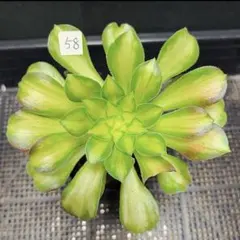 2026年最新】アエオニウム サラダボールの人気アイテム - メルカリ