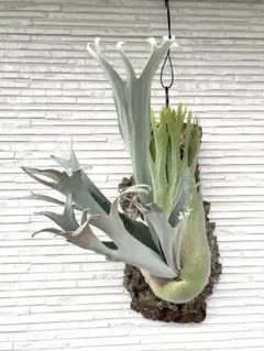 2026年最新】ベイチーワイルド胞子の人気アイテム - メルカリ