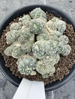 2026年最新】銀冠玉の人気アイテム - メルカリ