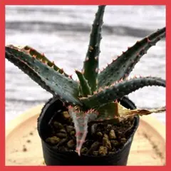 2026年最新】ロウルサンコさん苗の人気アイテム - メルカリ