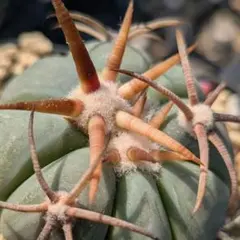 2026年最新】太平丸 サボテンの人気アイテム - メルカリ