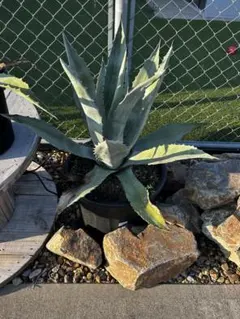 2026年最新】アガベ アメリカーナ 大株の人気アイテム - メルカリ