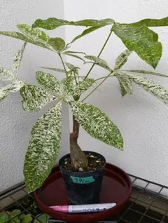 2026年最新】パキラ ミルキーウェイ 実生の人気アイテム - メルカリ