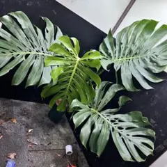 2026年最新】マクロコズム モンステラの人気アイテム - メルカリ