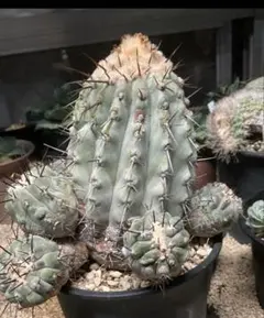 2026年最新】コピアポア 黒王丸現地球の人気アイテム - メルカリ