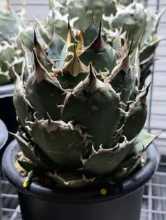 2026年最新】アガベ FO-076の人気アイテム - メルカリ