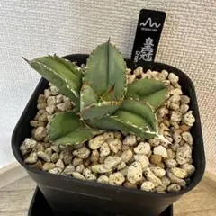 2026年最新】アガベクラウンの人気アイテム - メルカリ