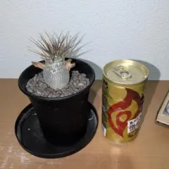 2026年最新】パキポディウム レアリーの人気アイテム - メルカリ