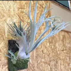 2026年最新】veitchii wild australiaの人気アイテム - メルカリ