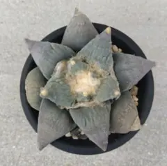 2026年最新】青磁牡丹 サボテンの人気アイテム - メルカリ